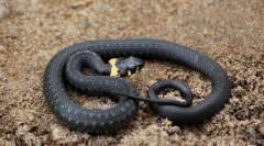 Kako razlikovati hors iz viper?